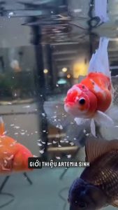 Artemia sinh khối tươi Yee Fresh Shrimp dinh dưỡng cho cá cảnh (chai 360g 550g)