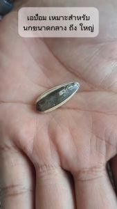 ทานตะวันAป้อม (เมล็ดใหญ่) 500g1kg.3kg.4kg.5kg. สำหรับนกแก้วปากขอ เกรดA สำหรับสัตว์ฟันแทะ นก หนู