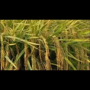 BIBIT BENIH PADI SEDAYU BERAT 5 KG