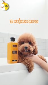 Bearing Chic&Charm แชมพูผสมครีมนวด สำหรับสุนัขและแมว ความยืดหยุ่นและความสวยงาม