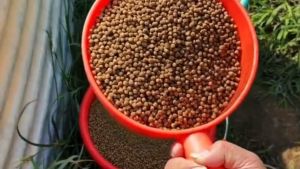 Fish Food Pellet 1kg saiz 1mm-2mm/4mm/7mm aquarium fish food Betta Fish Koi Fish Goldfish