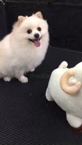 Đồ chơi thú bông tình yêu cho chó SESSO | BossDog