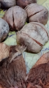 Coco Husk High  Quality (2KG) for Plants or Orchids