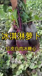 Biji Benih Lobak Ais Krim(30 Seeds)/冰淇淋萝卜种子/Ice Cream Radish Seeds