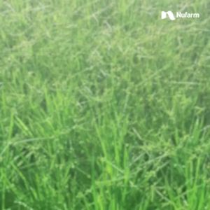 Paket Herbisida Nugrass & Serendy: Pengendali Rumput Alami