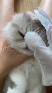 ถุงมือสปา(ผ้าเปียก) ฆ่าเชื้อโรค เชื้อแบคทีเรีย เชื้อรา ลดกลิ่นสาป สำหรับน้องแมวและน้องหมา จำนวน 30 ชิ้น