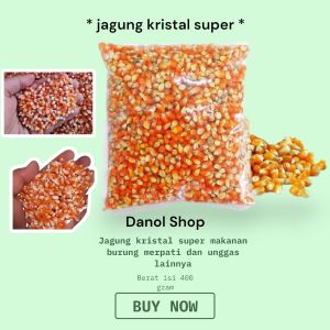 jagung kristal pakan ayam burung merpati