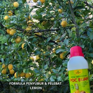 Pupuk Buah Lemon / Pupuk Penumbuh Lemon / Obat Pembesar Buah Jeruk Lemon / Pupuk Pelebat Buah Lemon