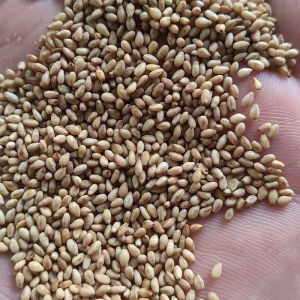 Roasted White Sesame 25kg/50lbs for Grinding Sauce Commercial Use Cooking Baking Health Food Raw Material from Shandong China