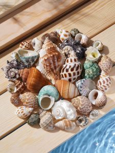 JI-TOP | Natural Snail Shell Decorative Set for Hermit Crabs