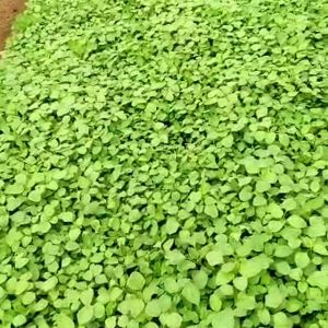 ORGANIC VEGETABLE - Bayam/Chinese Spinach 200g
