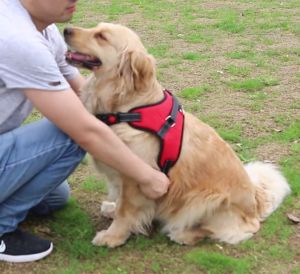 5 มีคูปองส่งฟรี สายรัดอกสูงของ สายรัดอกสูง สายรัดอกสูง สายรัดอกหมา สายรัดอกสัตว์เลี้ยง สายรัดอก มีSafety lock (ไซส์ XS-XL) V2