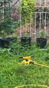 Leisurelifeมินิสปริงเกอร์ หัวสปริงเกอร์ฐาน 4 ทิศ สปริงเกอร์น้ำ สปริงเกอร์รดน้ำต้นไม้ สปริงเกอร์รดน้ำ สปริงเกอร์สนามหญ้า สปริงเกอร์ใ