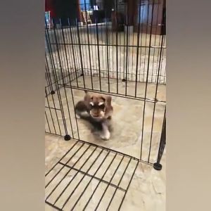 DIY Metal Wire Kennel & 35*35CM Dog Cage: A Comprehensive Guide