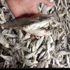 ikan asin kering bilis langsung hasil dari laut fress n segar di olah dengan bahan alami harga kemasan 1 kg ukuran campur besar sedang