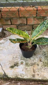 Cây Cung Điện Vàng - Chiều cao tổng tầm 20-30 cm - Kiểng lá sang trọng!