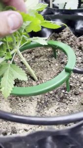 แหวนรดน้ำ Drip Ring ขนาด 5/9/12 นิ้ว รดน้ำง่ายสะดวก แหวนช่วยรดน้ำ