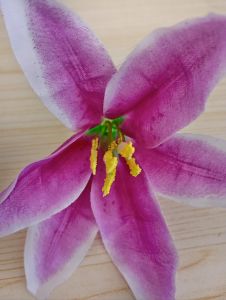 กิ๊บติดผมดอกมั้ย  กิ๊บติติผมเครื่องประดับแฟชั่น  เครื่องประดับผู้หญิงมีให้เลือก 5 สี