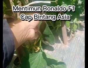 Benih Mentimun Timun RONALDO F1 20 Gram Cap Bintang Asia PT Benih Citra Asia Type Timun Jepang Cocok Di Dataran Rendah Sampai Menengah
