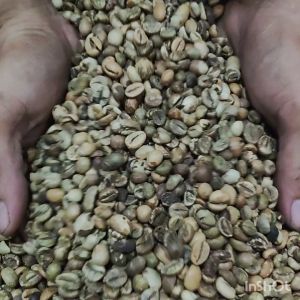 GREEN BEAN BIJI KOPI MENTAH ROBUSTA LAMPUNG GRADE 3 - 1 KG