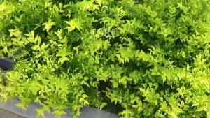 Xiao miDrone With Camera Mini Drone With 4K Dual Camera Original 4K HD Drone Camera For Vlogging Drone Camera