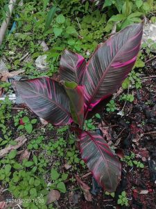 Estetik!!! Bibit Nono Varigata Bibit Pisang Nono Varigata Asli Bibit Pisang Nono Varigata