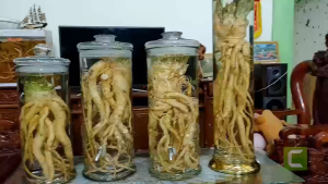 Bình Trụ Thủy Tinh Họa Tiết Rồng Dung Tích 12 L Hàng Dầy Đẹp