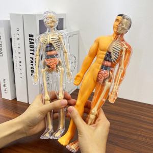 Mô Hình Xương Và Nội Tạng Cơ Thể Người 3D Có Thể Tháo Rời Mô Hình Giáo Dục Sinh Học Cho Học Sinh Trung Học Cơ Sở Đồ Chơi Giáo Dục