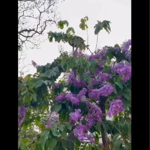 Bibit Bunga Tabebuya Ungu: Beli Murah & Berkualitas