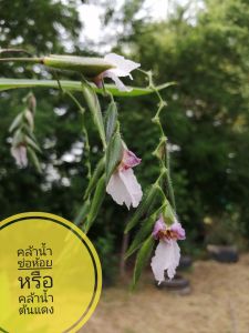 คล้าน้ำ คล้าน้ำช่อห้อย คล้าน้ำต้นแดง (1ชุด2ต้นล้างราก ตัดยอด)​ความยาว 30 ซม.รวมราก ไม้น้ำ ตกแต่งสวนน้ำ