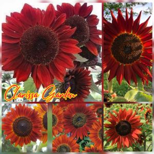 10 BUTIR BIJI/BENIH BUNGA MATAHARI MERAH VALVET QUEEN