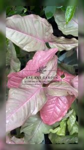 ออมชมพู Syngonium Pink