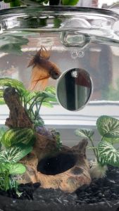 Youngke กระจกฝึกปลากัด กระจกออกกําลังกายปลา กระจกปลากัดตู้ปลาอะคริลิคตกแต่ง ลูกบอลลอยรอบกระจกเดี่ยว สองด้านตกแต่งปลาเล่นกระจกพิพ