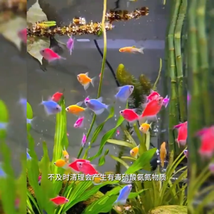 2500ml จุลินทรีย์น้ำใสบ่อปลา แบบเข้มข้น จุลินทรีบ่อปลา จุลินทรีย์ปรับสภาพน้ำใส ละลายอุจจาระ ดับกลิ่นเหม็น น้ำยาปรับสภาพน้ำบ่อปลา เสริมแร่ธาตุและเอนไซม์ น้ำยาปรับสภาพน้ำ จุรินทรีบ่อปลา แร่ธาตุบ่อปลา จุลินทรีตู้ปลา10ปีไม่เปลี่ยนน้ำ