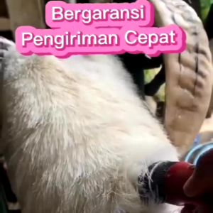 COD BAORUN P6 PRO 100% Alat Cukur Bulu Domba Garut / Anjing Kucing Kambing - Mesin Cukur Hewan Domba rambut elektrik 1 set / Gunting Pemotong Bulu Domba murah dicas Tanpa kabel
