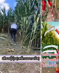 Leisurelife เคียวแมงกานีส ใช้เกี่ยวข้าว ถางหญ้า ใบมีดคมใช้งานง่าย T69