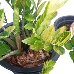 กวักมรกตด่างชำใบมีหัวแล้วทกต้น (Zamioculcas Zamiifolia Variegated หนึ่งในไม้ด่างมงคลขวัญใจนักสะสมต้นไม้ ปลูกแล้วร่ำรวย มีโชคลาภวาสนา