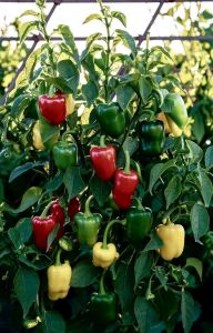 BIBIT MURAH CABAI PELANGI GENDOT🌱 Tanaman Cabai ini Sudah Siap Ditanam ya Buah ya Cukup Besar & Berwarna-warni