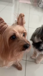 🔥BUY 3 FREE 1🔥BIG PAW 狗狗护心宝 (1Bottle 100’s）Supplement For Dogs