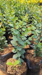 Bibit Pohon Bidara Arab Untuk Pengobatan Ruqyah Bidara Arab Kaya Manfaat Termurah