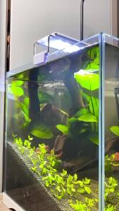 ZRDR | Aquarium CO2 Nebulizer Diffuser Stainless Steel Aquatic Plants Co2 Diffuser Generator Equipment Accessories CO2 Diffuser