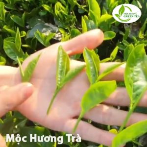 Trà Tân Cương Thái Nguyên Hương Vị Hoa Nhài 100g Thơm Ngọt Hậu Trà Xanh Mộc Hương Trà Trà Hoa Lài Tân Cương Thái Nguyên 100g