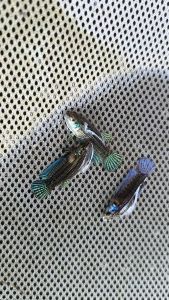 มหาชัย ไซส์ ฟอร์ม เพศผู้ 1 ตัว