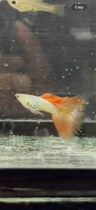 Red Lace Guppy