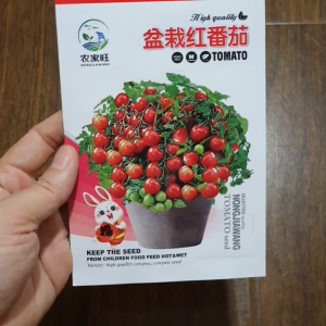 Hạt giống cà chua bi Đỏ lùn chịu nhiệt hạt giống cà chua bi lùn nhập khẩu