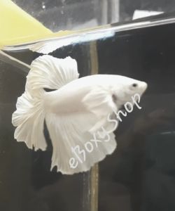 Full White Dumbo Halfmoon Betta