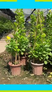 Cây Huỳnh Anh (Hoàng Anh ) leo giàn cực đẹp cao 80cm | Lỗi 1 đổi 1 cây cực sai hoa thu hút ánh nhìn trang trí nhà cửa