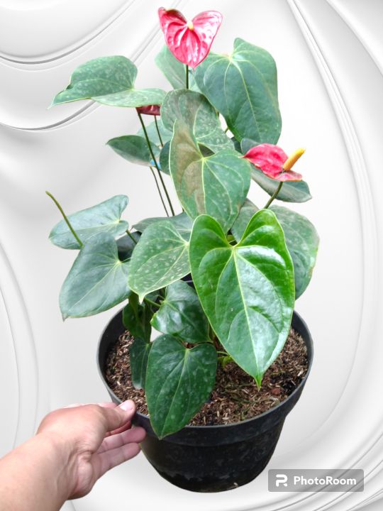 tanaman hias anthurium Bangkok besar | Lazada Indonesia