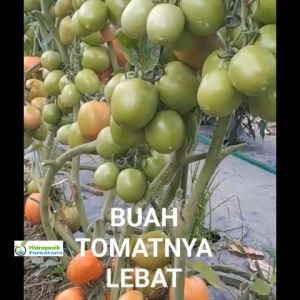 BENIH TOMAT HIBRIDA TALISA F1 ISI 150 BUTIR CAP MUTIARA BUMI