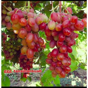 Bibit Anggur Import Ninel Asli Grafting
